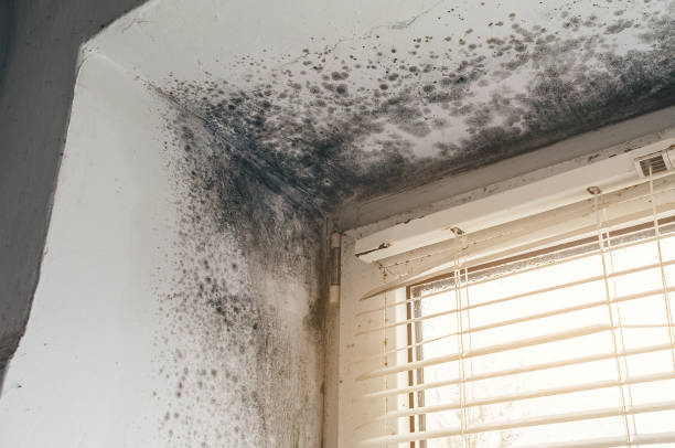 Trusted Mold Removal service in West Long Branch, NJ - Cheap Mold Removal