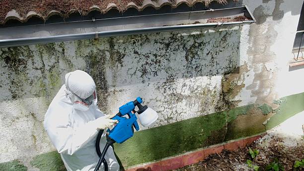 Top rated local Mold Remediation specialists in West Long Branch, NJ